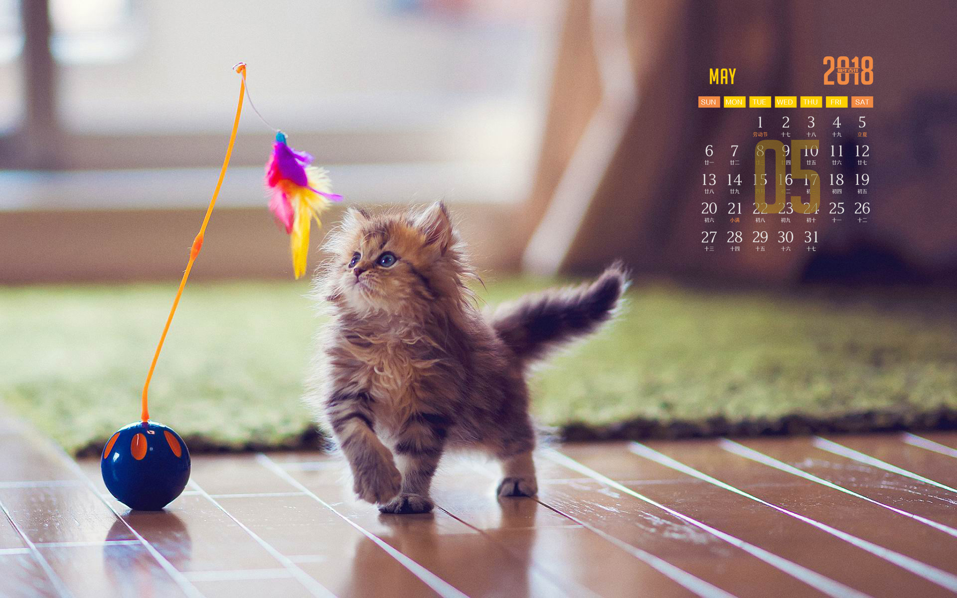 2018年5月萌宠猫咪图片桌面日历壁纸